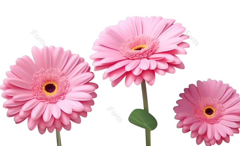 装饰图片,节日元素,清新PNG,菊花免抠素材